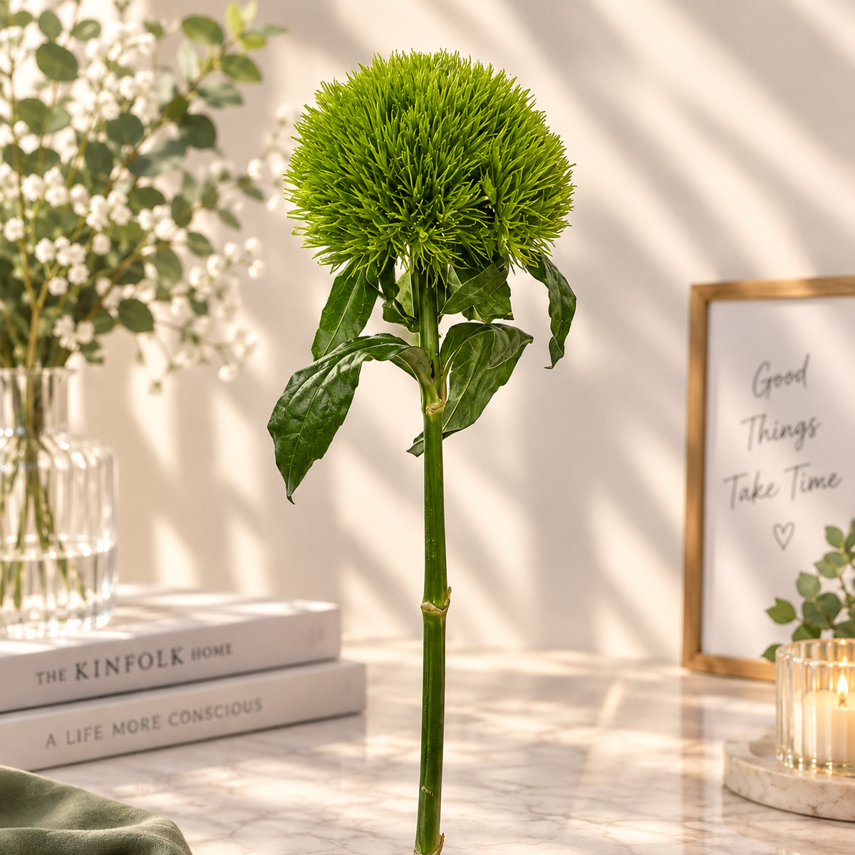 Green Pom-Pom Flower in Sunlit Interior